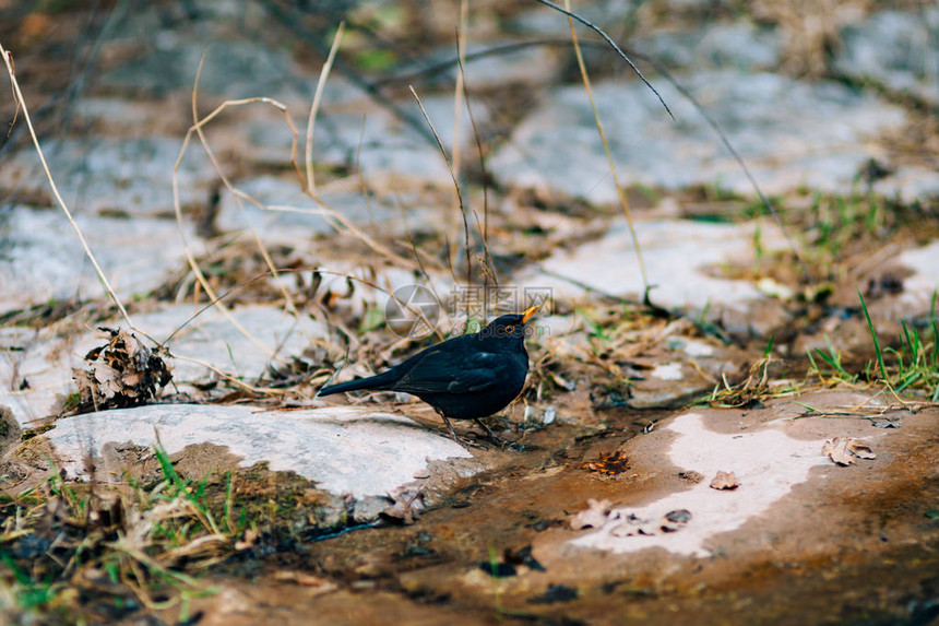 一只黑鸟从森林里的一条小溪里喝水图片