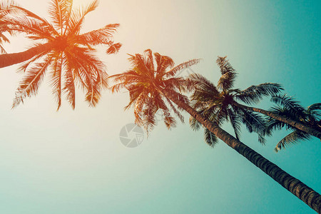 椰子棕榈树和蓝色天空加上图片