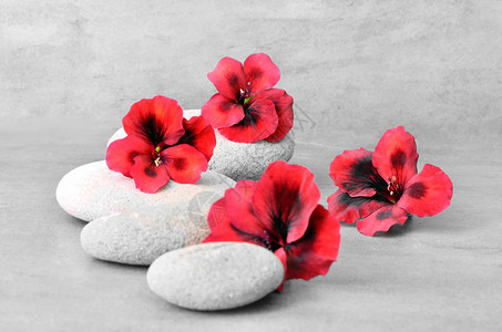 红花与禅石的温泉概念图片