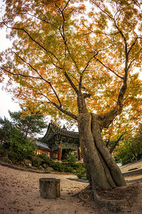 Gilsangsa寺庙秋天的风景与在寺庙周围坠落的叶子图片