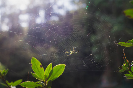 蜘蛛网的精图片