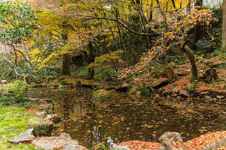 秋季的日本庭园图片