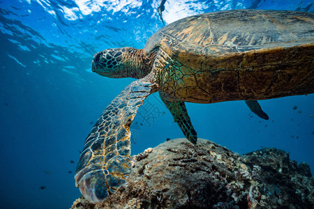 太平洋蓝水中的海龟动物在海底图片