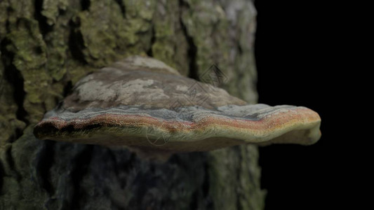 木林中一棵枯树上的Fomitoposispici图片