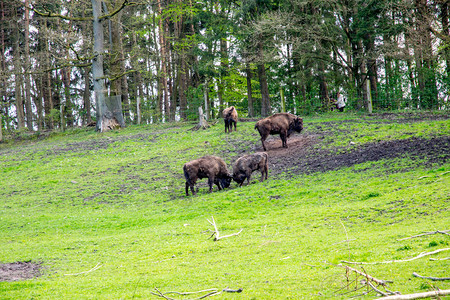 在一个绿色领域的欧洲大棕色野牛高清图片
