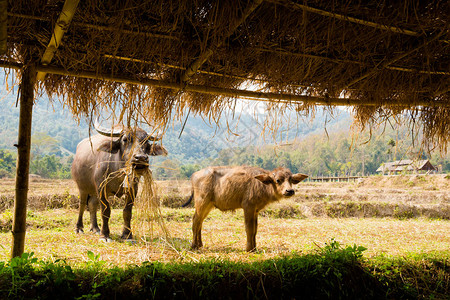 在泰国北部Paii附近的旱稻田附近高清图片