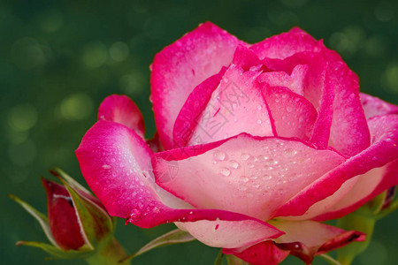 白色玫瑰花瓣和水滴的紧贴处万花朵切图片