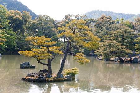 PinusThunbergii或日本黑松树图片