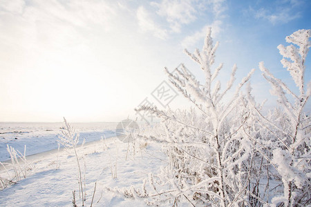 在雪地背景下田野草在雪地背景下覆背景图片