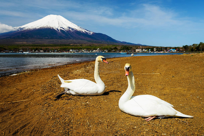 在日本亚马纳卡湖附近富士山风景的一对图片