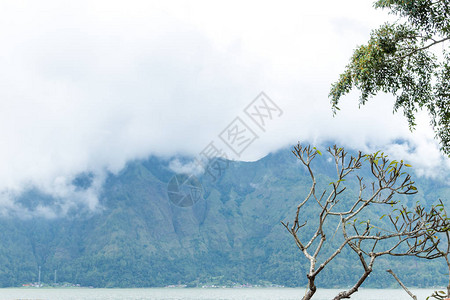 异国情调的热带背景图案巴厘岛图片