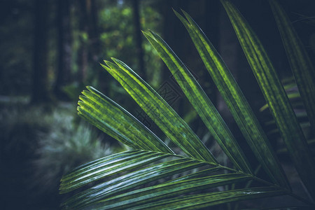 巴厘岛热带植物图片