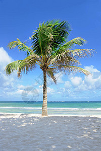 印度洋海滩上美丽的棕榈树图片