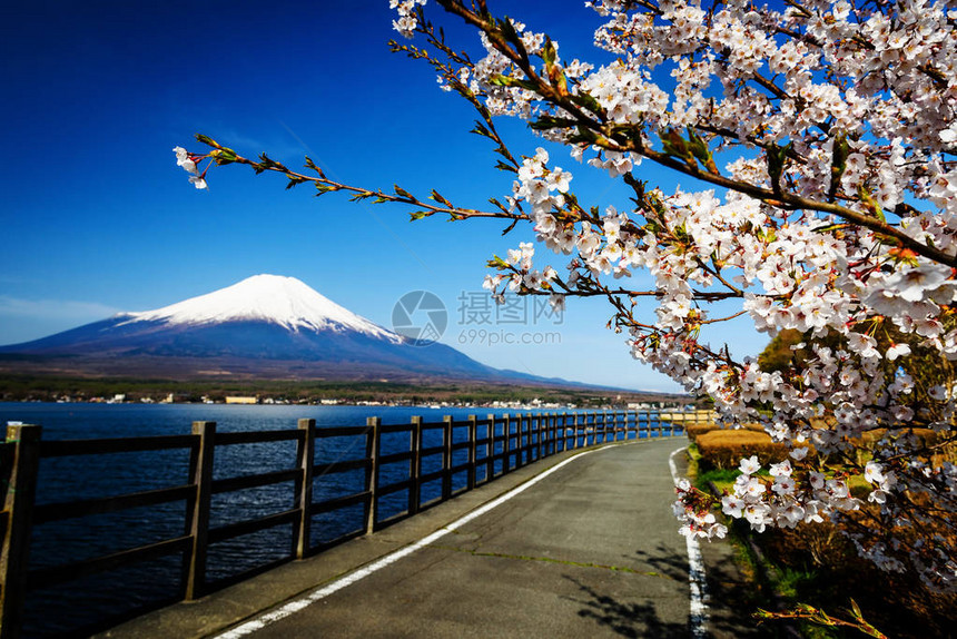 日本亚马纳卡湖岸公路有樱花或图片