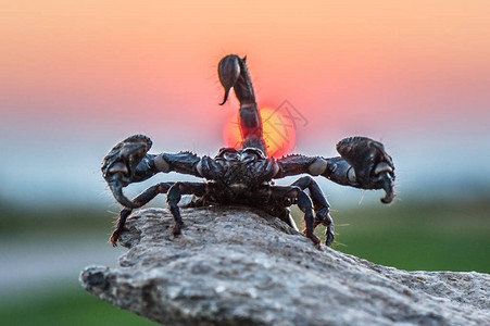 蝎子座是Arachnids的顺序图片素材