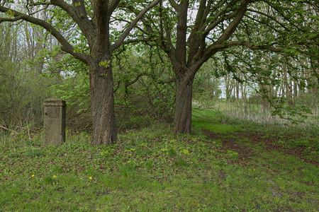 两棵七叶树和一根混凝土柱子图片
