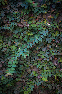 攀爬植物的绿色叶子图片