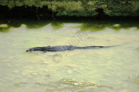 鬣蜥蜴在水中狩猎图片