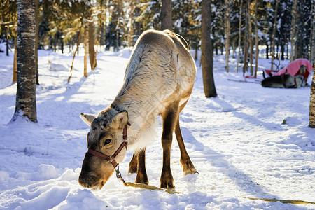 芬兰拉普兰罗瓦涅米冬季农场图片