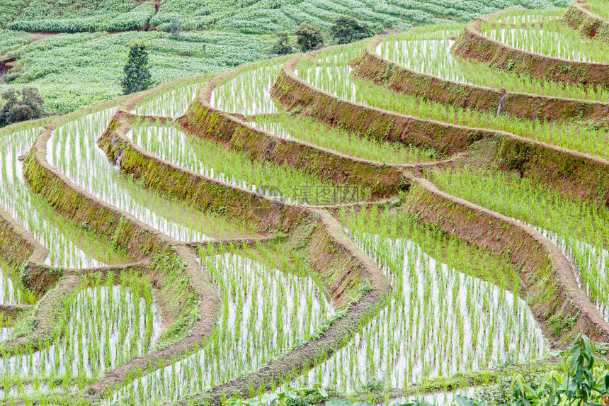在泰国清迈湄针PaPong丙美丽的稻田图片