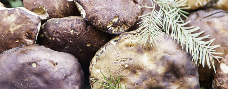 山蘑菇野生食用菌的细节图片