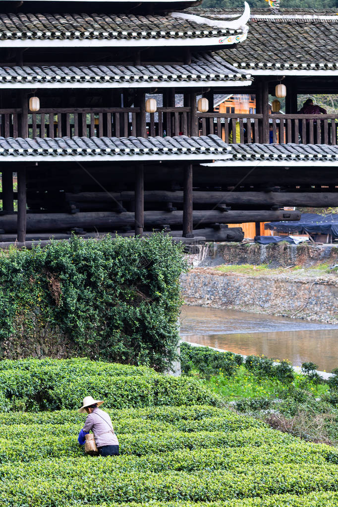 春季在三江东自治县采摘茶园和成阳风雨大桥丰宇永吉或潘龙桥的选图片