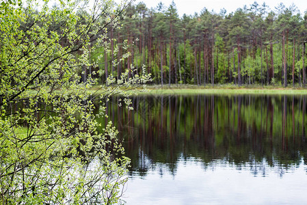 湖水中森林树木的反光夏日阳光明媚图片