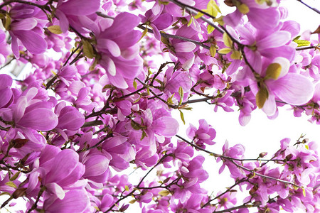 春天粉红色玉兰花的背景图片