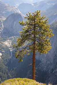 山脉边缘的一棵树美国加利福尼亚州优胜图片