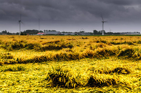 夏日暴风雨过后的小麦田图片