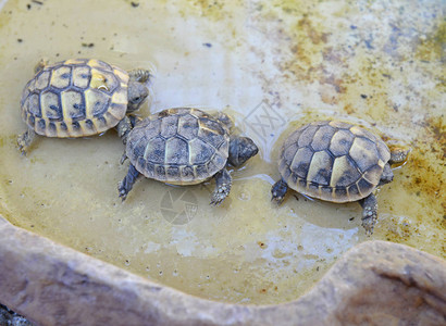 3个婴儿海龟Herma图片