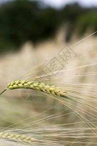 大麦穗的细节背景图片