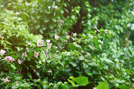 自然主题下的降雨减少绿色自然图片