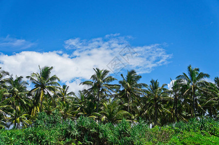 绿色美丽的棕榈树与天空相对热带雨林风景斯里兰卡的美丽景色图片