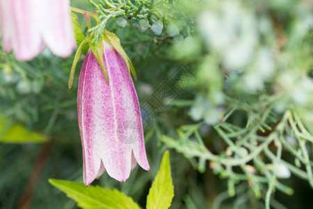 丁香风铃belllower图片