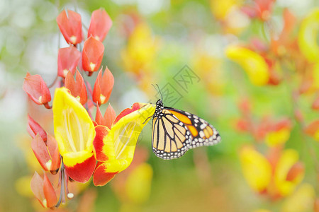 橙色花朵中的蝴蝶图片