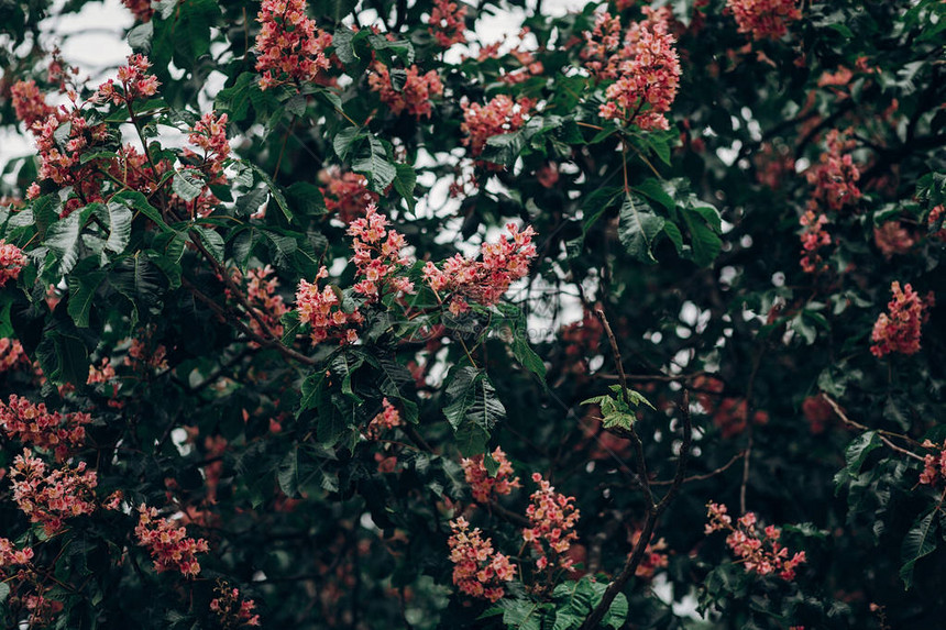 花上粉红栗子花在公园图片