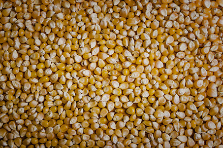 玉米种子背景纹理图片