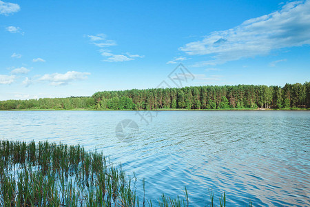 美丽的夏日风景绿林的湖泊和白云的蓝天图片