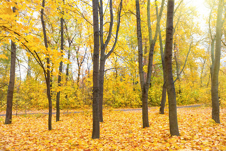 阳光明媚的秋季公园树上有黄叶图片