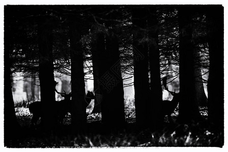 森林树木间小鹿剪影的黑白老照片图片
