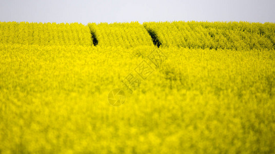 夏季作物Canola黄色的萨图片
