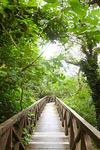 雨林景观中的木桥路1图片