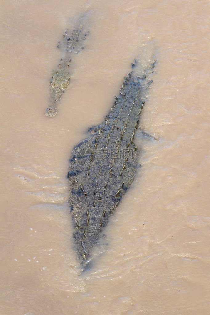 哥斯达黎加大塔科尔斯河的鳄鱼群20图片