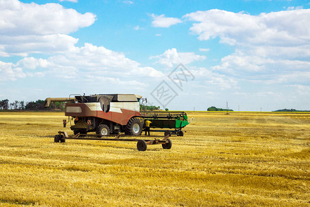 Kombain收割小麦作物田里的农业机械图片