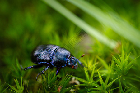 蜣螂在森林里的绿色苔藓和草地上图片