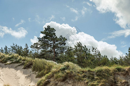 拉脱维亚利耶帕亚附近的波罗的海沿岸有松树的沙丘古典波罗的海图片