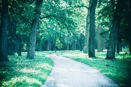 春季和阳光下森林公园的公路自然背景环境生态图片