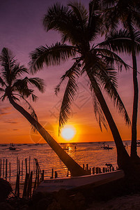 日落时的热带风景天空背景上的棕榈树白沙滩菲背景图片