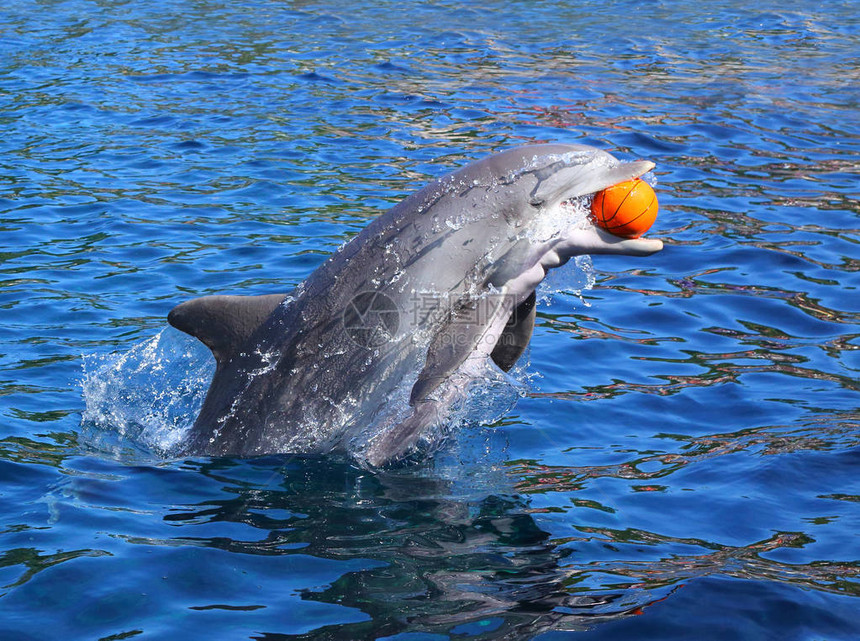 海豚在蓝色的环礁湖里微笑和玩球图片